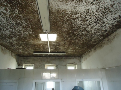 black mold