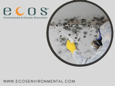 ECOS mold removal