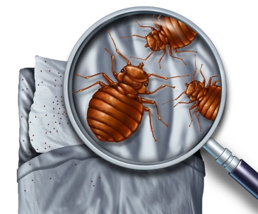 bed bugs