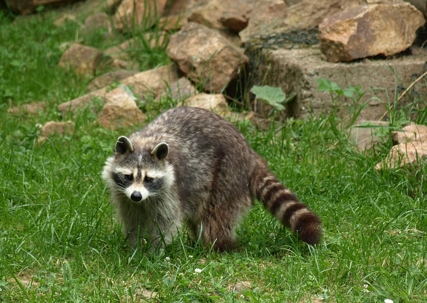 raccoon