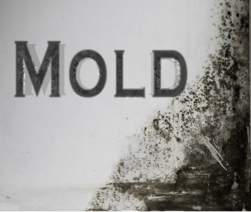 Mitigación de moho en Denver
