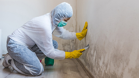 Mold remediation technician inspecting and cleaning black mold in Louisiana